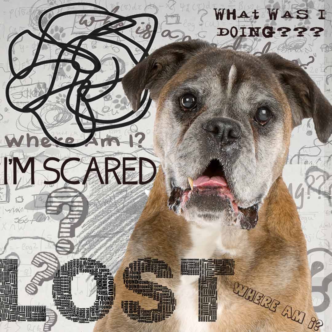 senior dog disoriented